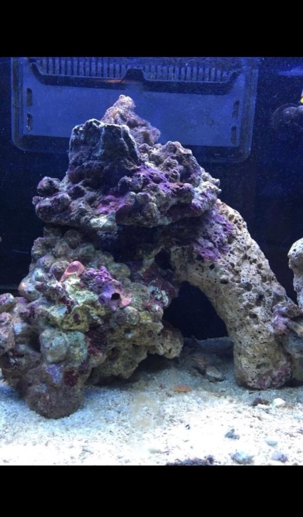 A grade Fuji ,Reef rocks Premium Fiji Live Rock for marine fish tank