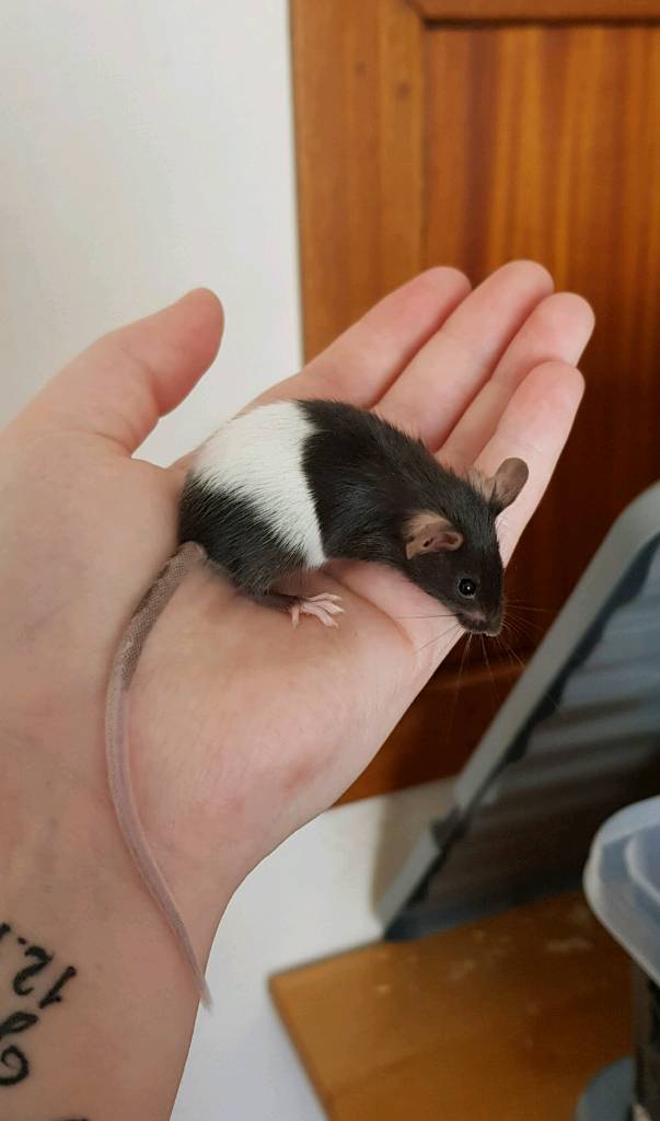 Female baby mice for sale in Helensburgh, Argyll and Bute Gumtree