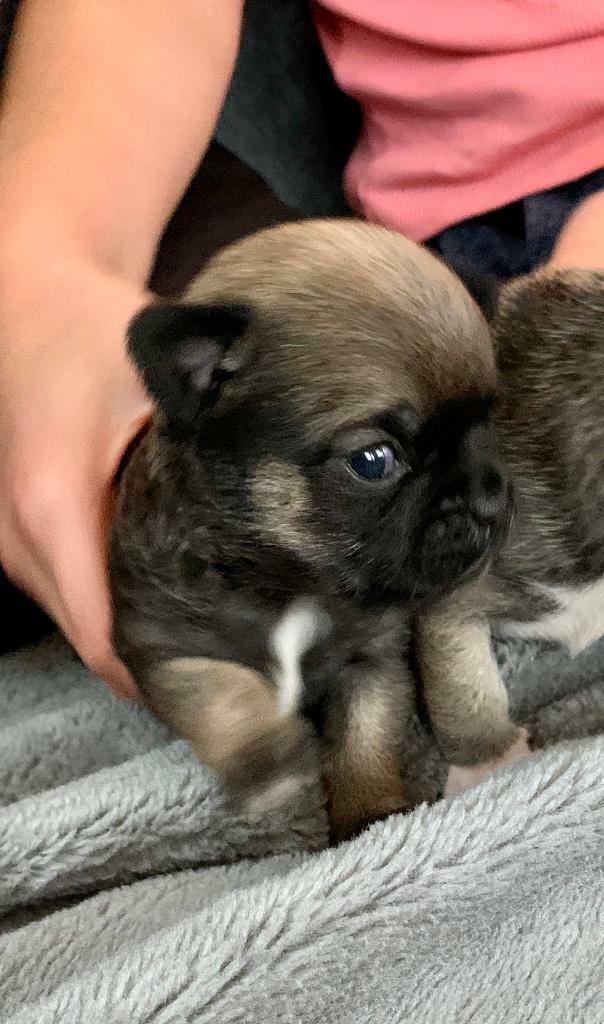 Beautiful Puppys Mum Is A Long Haired Pug X Chihuahua Dad Is A