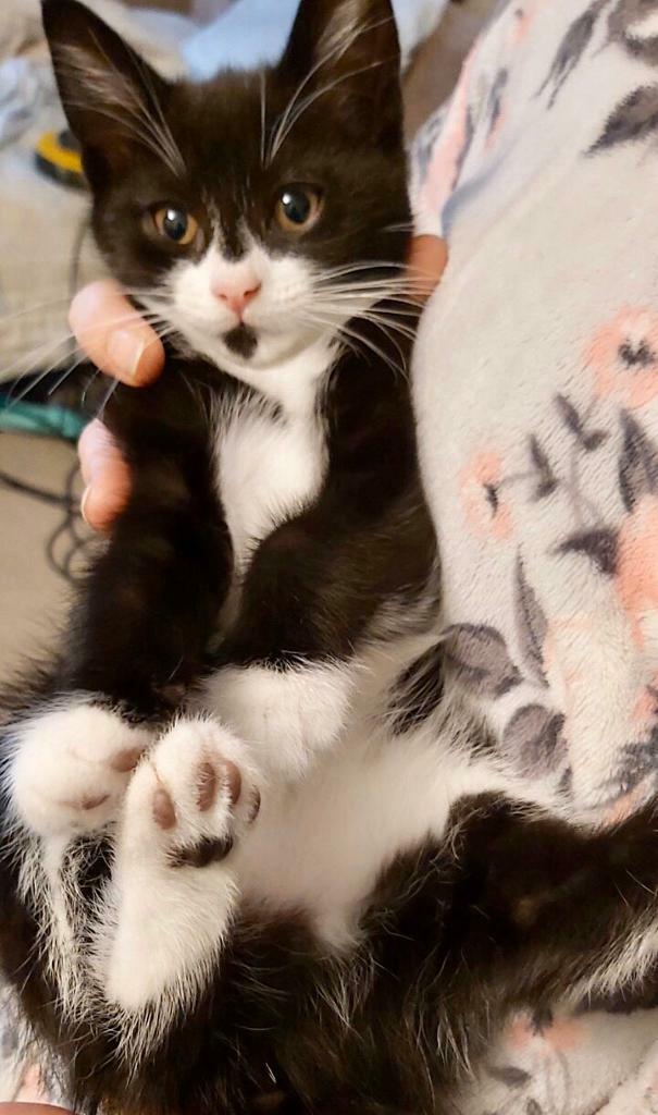 Kittens in Maidstone, Kent Gumtree