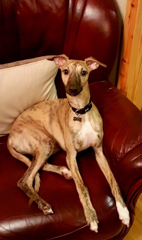 Whippet for Sale in Marston Green, West Midlands Gumtree