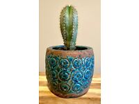 Cereus cactus plant 24 cm with gorgeous blue Mexican style ceramic pot