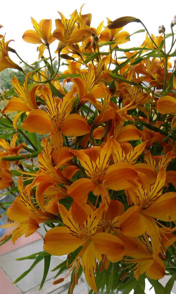Lily plants in Dundee Gumtree