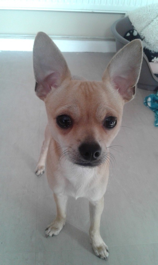 Chihuahua dog for sale in Epping, Essex Gumtree