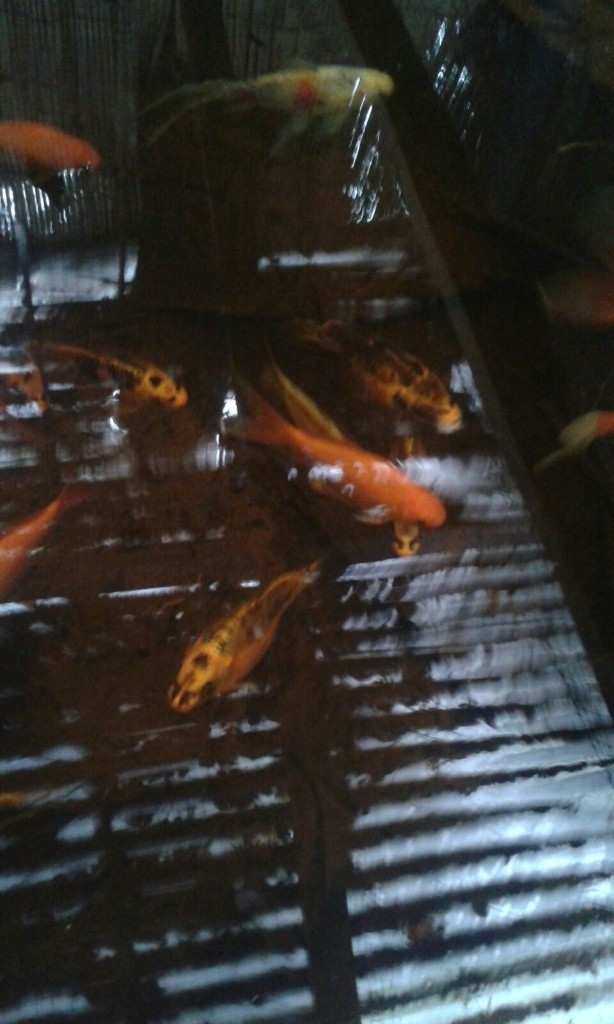 pond fish for sale. Koi & Goldfish. in Coventry, West Midlands Gumtree