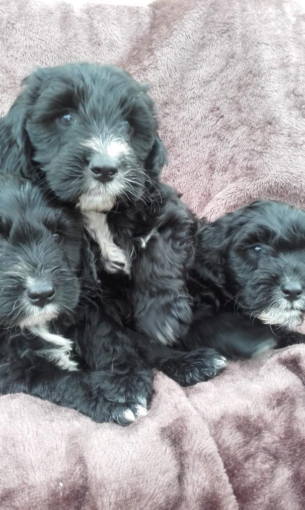 Cockapoo Puppies For Sale in Dartford, Kent Gumtree