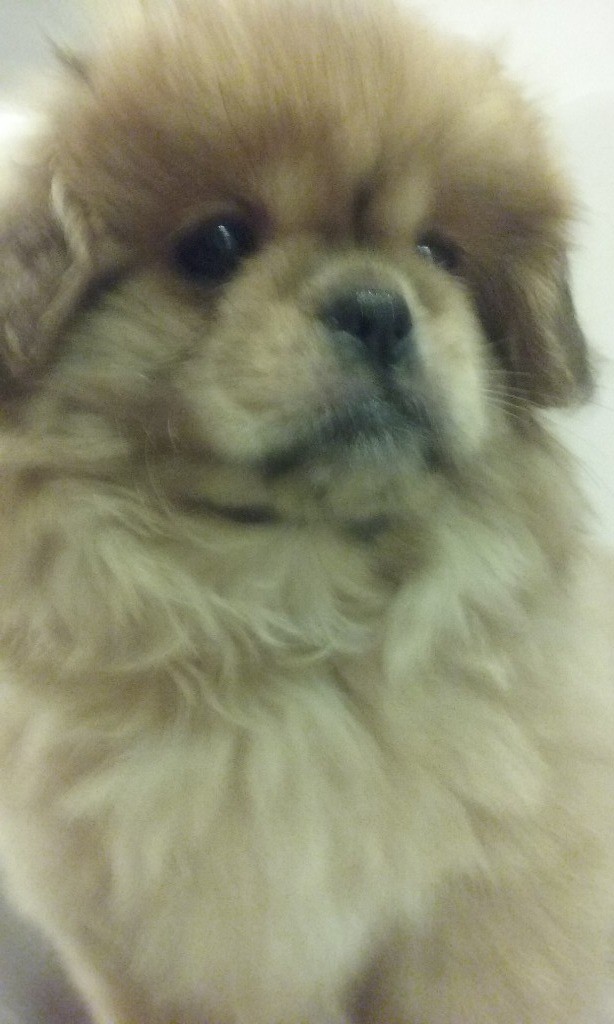 Tibetan Spaniel In Ferryhill County Durham Gumtree