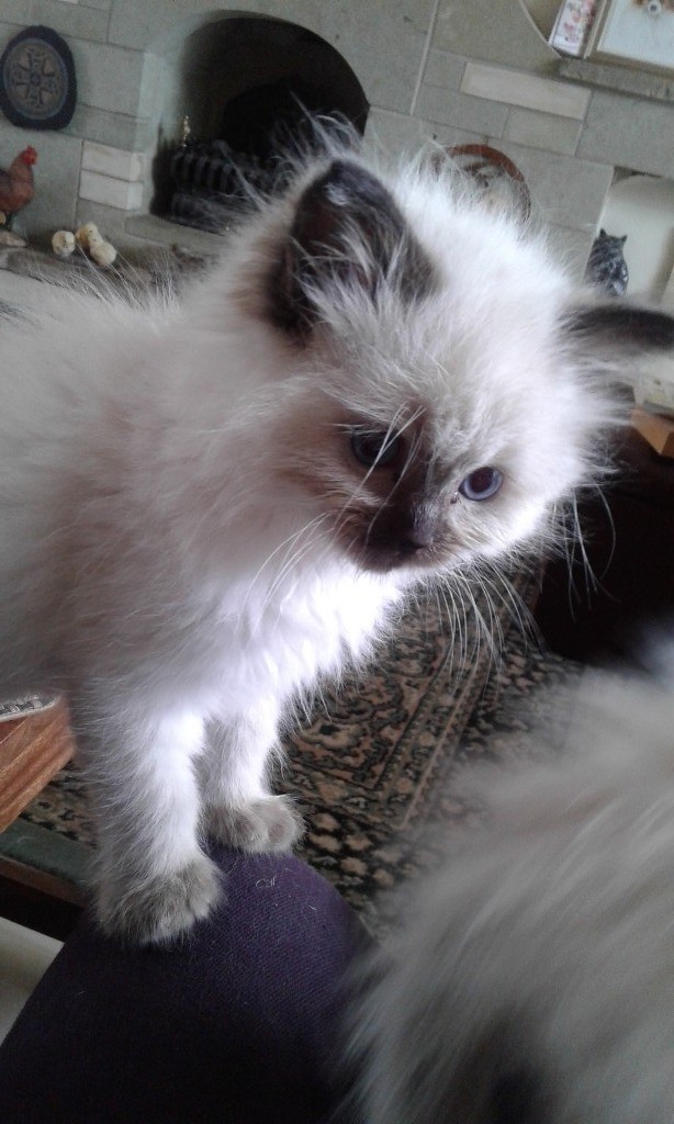 Pedigree Ragdoll kittens for sale in Wincanton, Somerset Gumtree