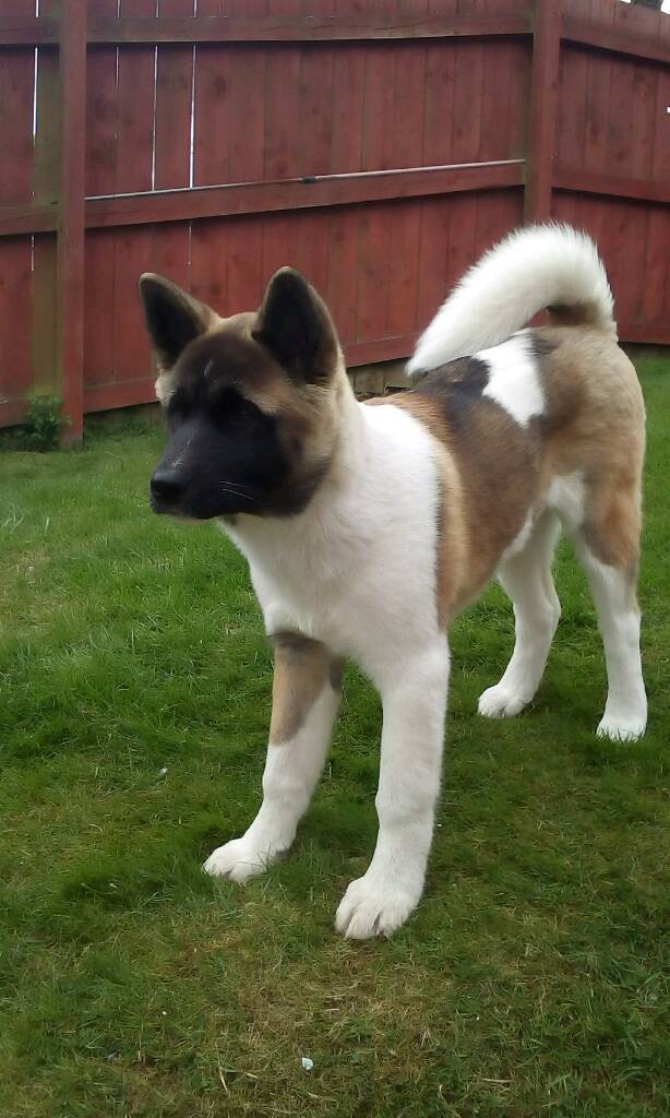 5 month old american akita in Top Valley, Nottinghamshire Gumtree