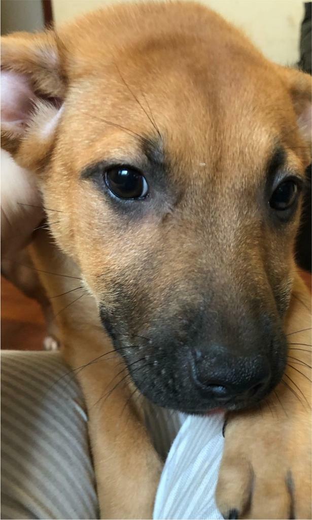 husky x Staffordshire bull terrier puppy in Aberdeen Gumtree