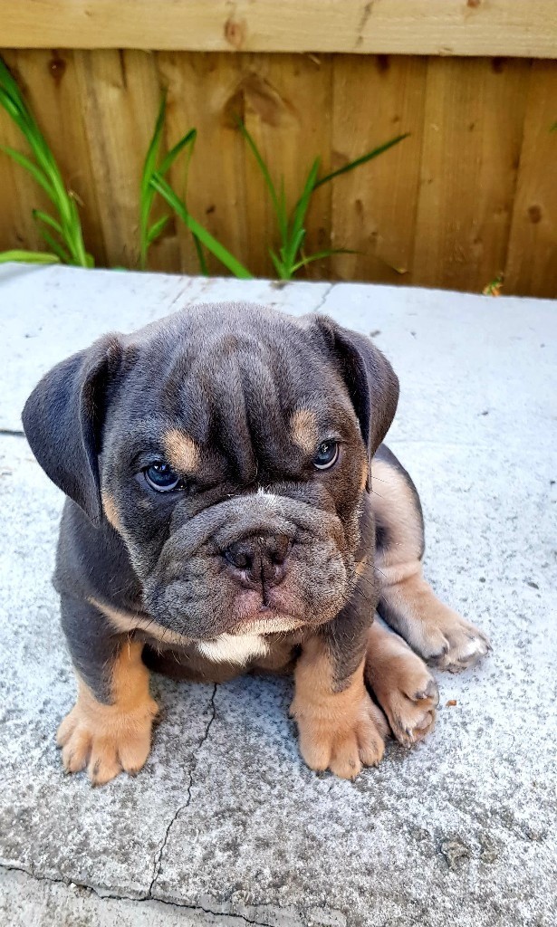 British Bulldog Puppies for sale* in Barry, Vale of Gumtree