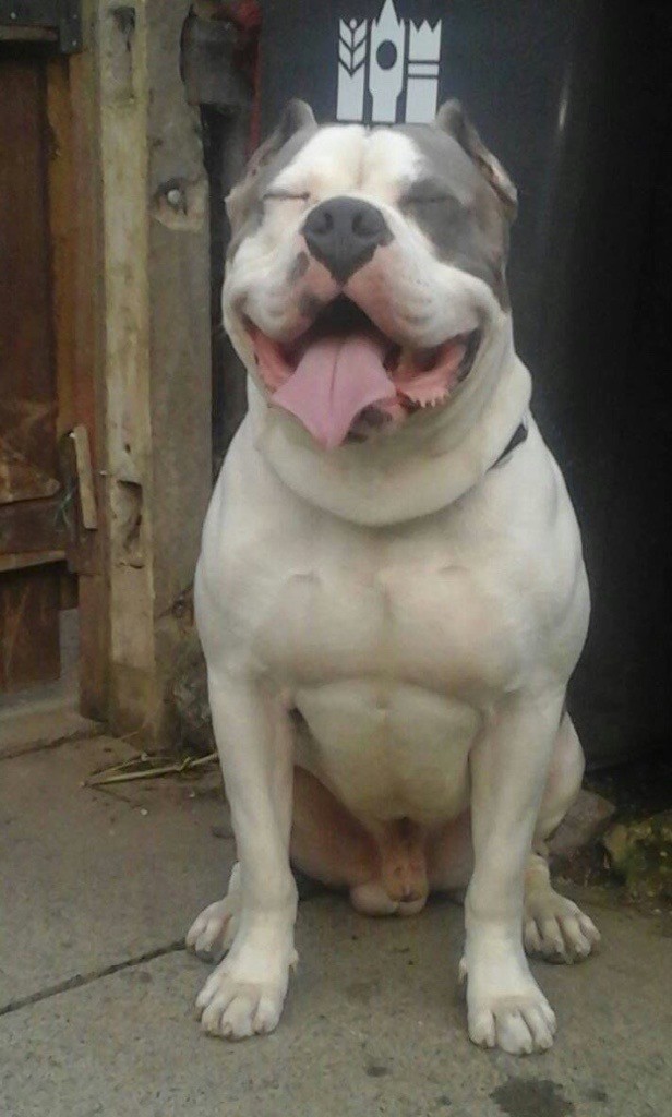 XXL Bully's in Darlington, County Durham Gumtree