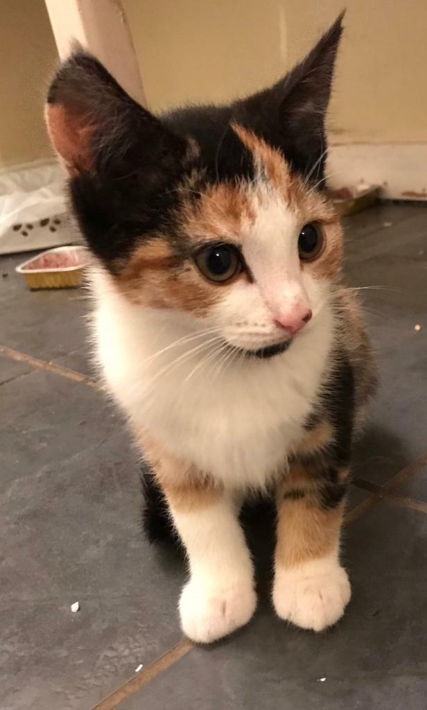 SOLD kittens looking for their forever homes in Goodwick, Pembrokeshire Gumtree