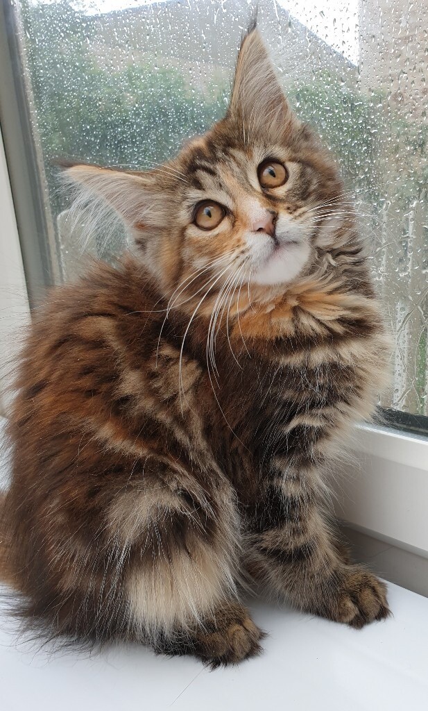 Maine coon kittens Champion bloodlines in Crawley, West Sussex Gumtree