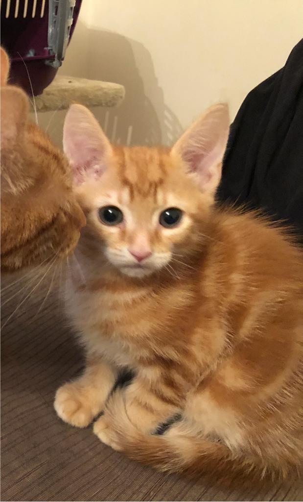 9 week old ginger Male kitten in Coalville, Leicestershire Gumtree
