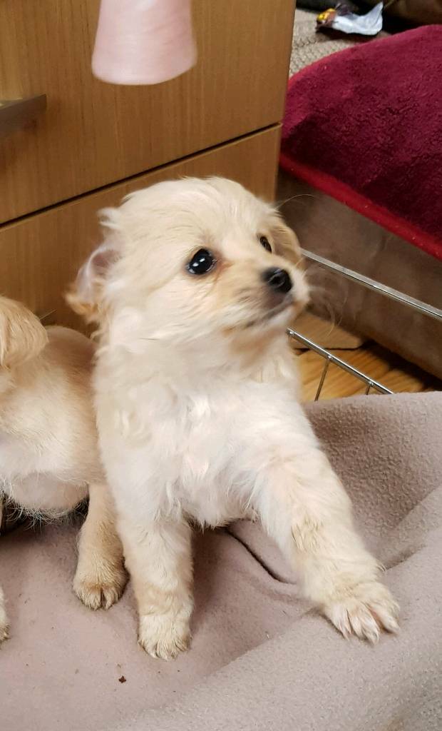 Poodle cross Chihuahua | in Sevenoaks, Kent | Gumtree