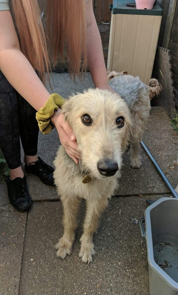 Saluki / lurcher for rehoming asap in Church Gresley, Derbyshire