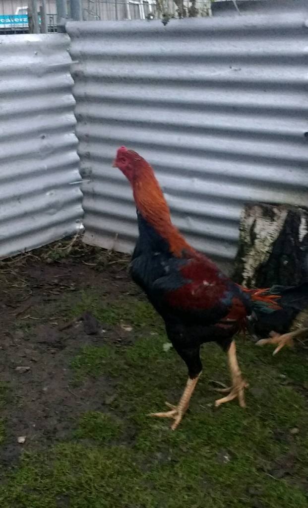 Turkish Hint X Taiwan Shamo Stag In York North Yorkshire Gumtree