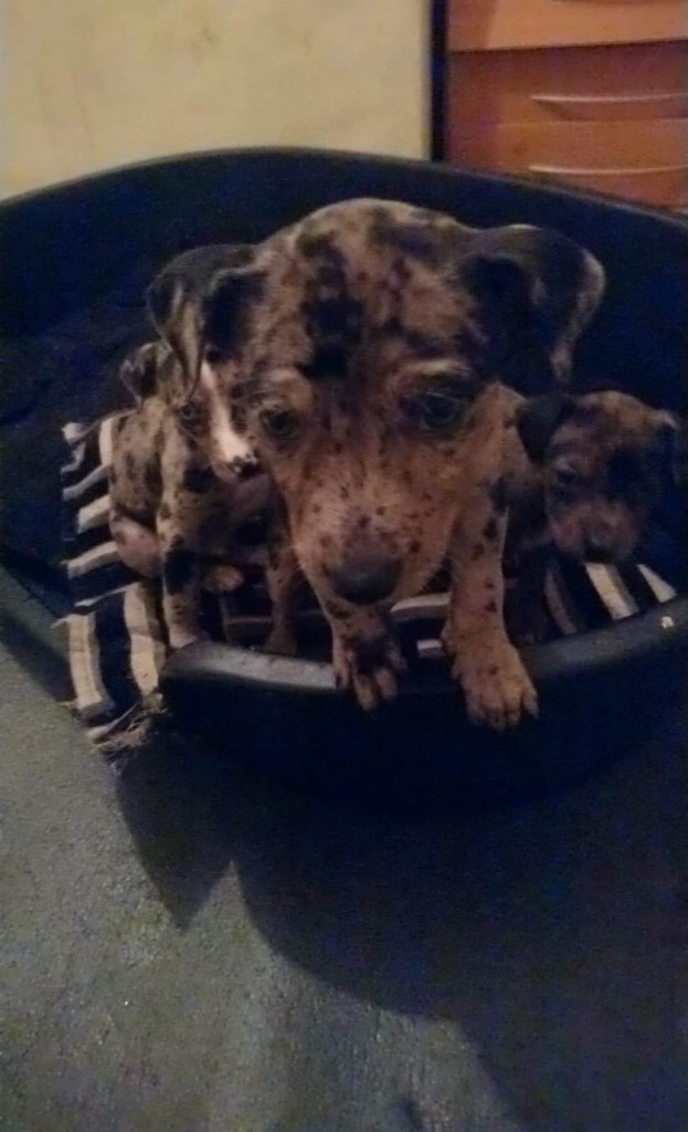 pups for sale meral lurcher x staffy cross in Whitburn, West Lothian