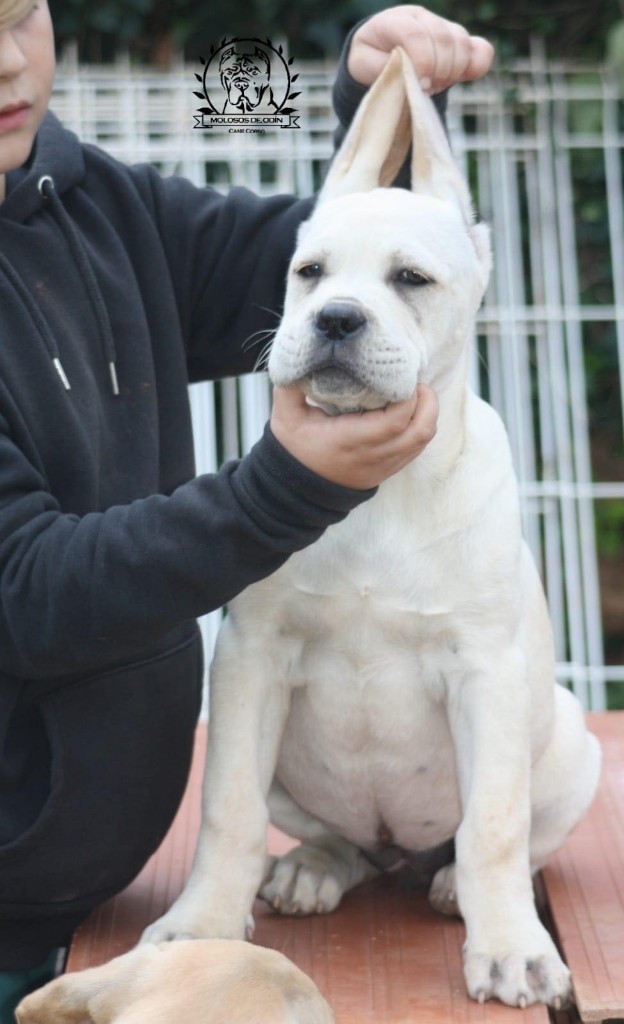 Cane Corso Formentino Females In Garston Merseyside Gumtree