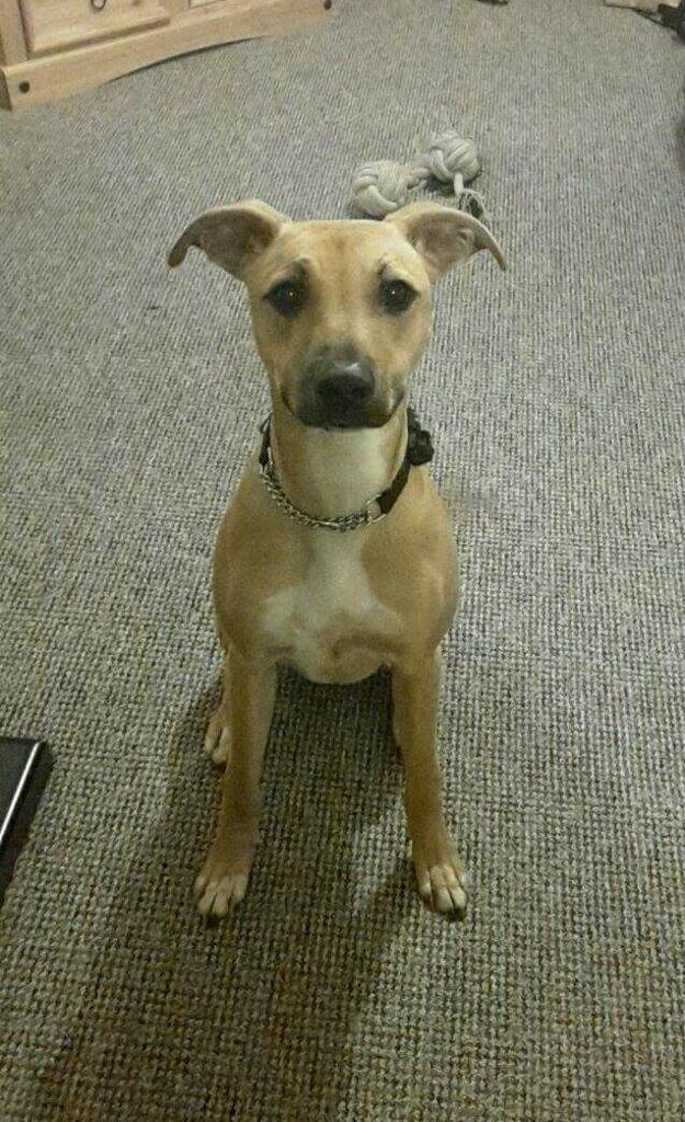 Whippet Cross Staffy Male Dog in Plymouth, Devon Gumtree
