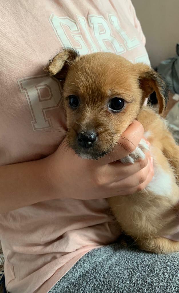 Two Tiny Miniature Jack Russell puppy’s for sale. in Birmingham City