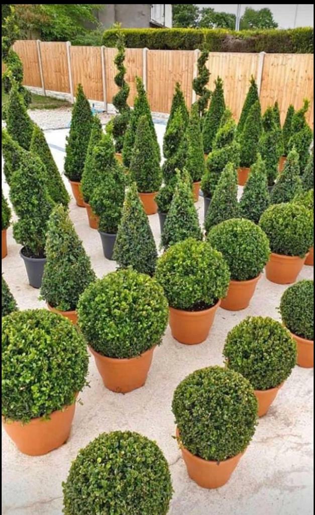 Topiary Trees for sale in Auckland, County Durham Gumtree
