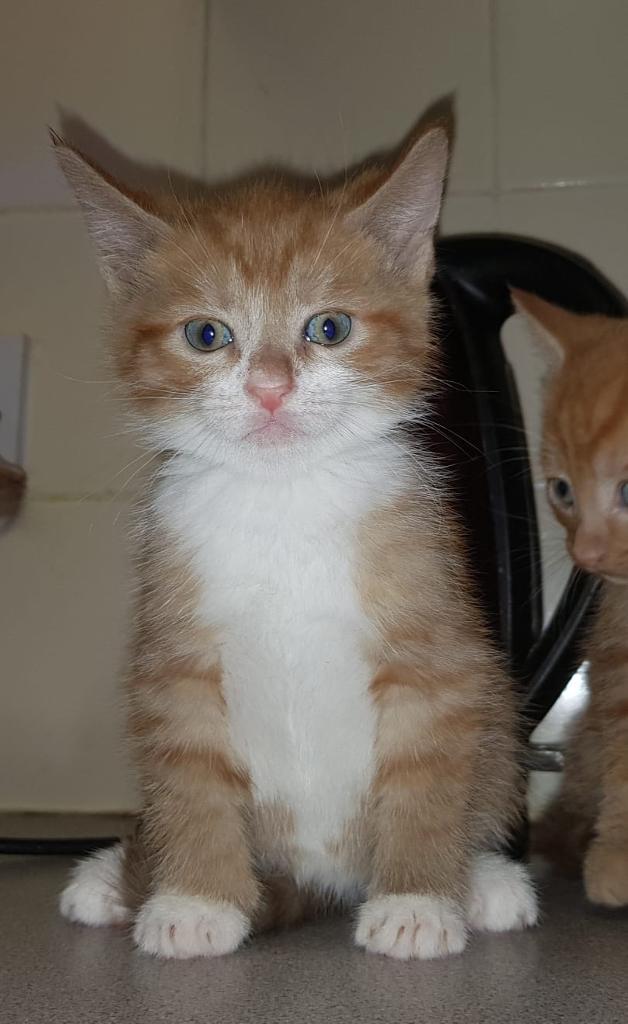 Adorable Ginger half Persian Male kittens in Leicester