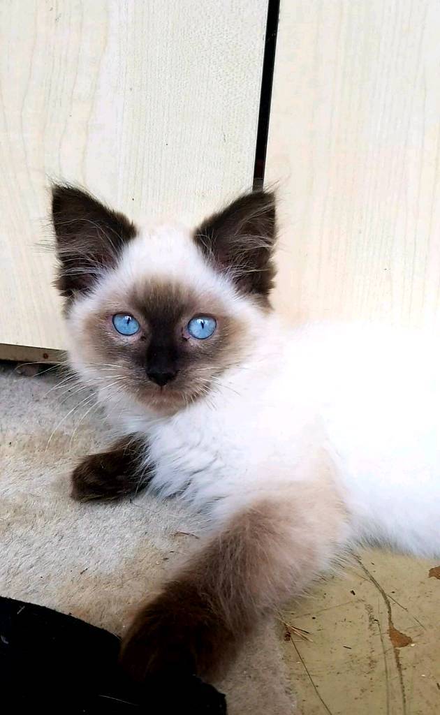 Pedigree Ragdoll Kittens in Kings Lynn, Norfolk Gumtree