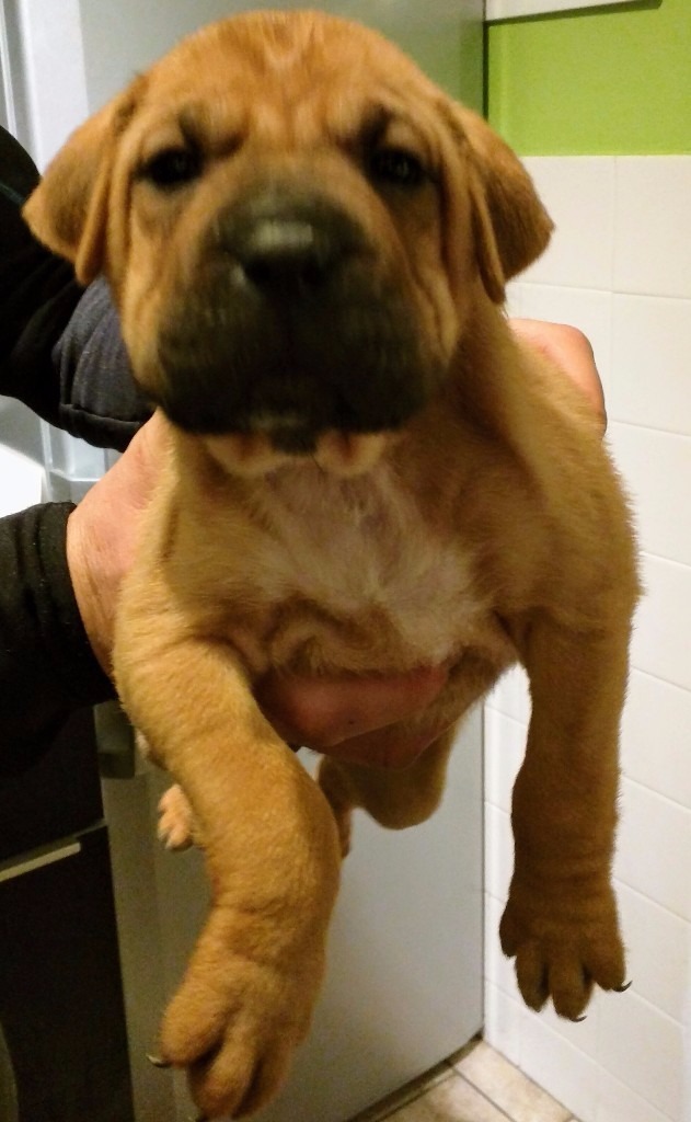 Box A Shar pups Boxer x Chinese Shar Pei puppies in Bangor, County