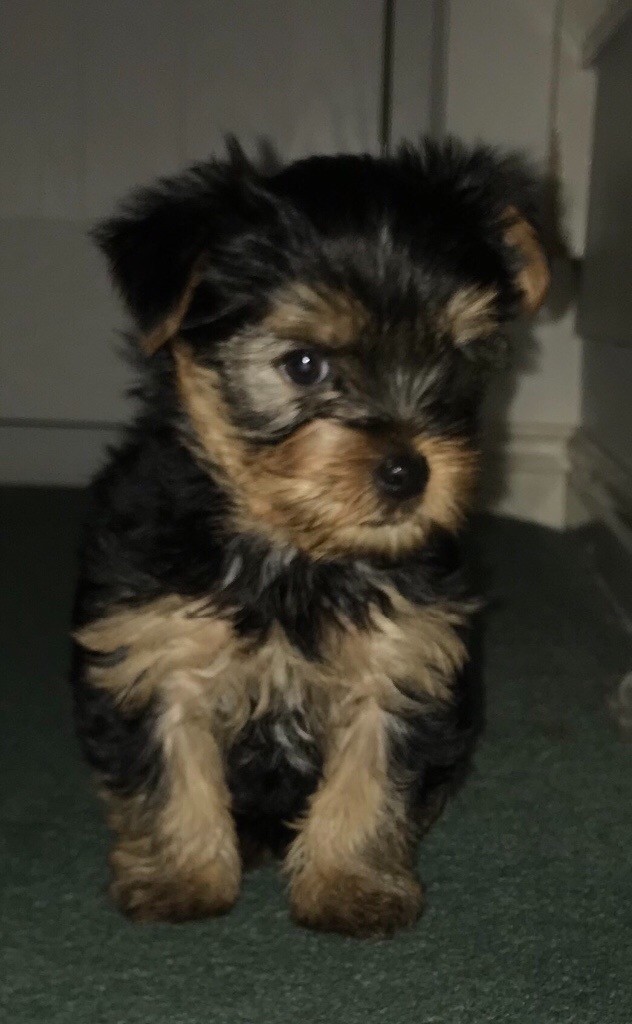 Two full pedigree male Yorkshire terrier puppies for sale in Redditch
