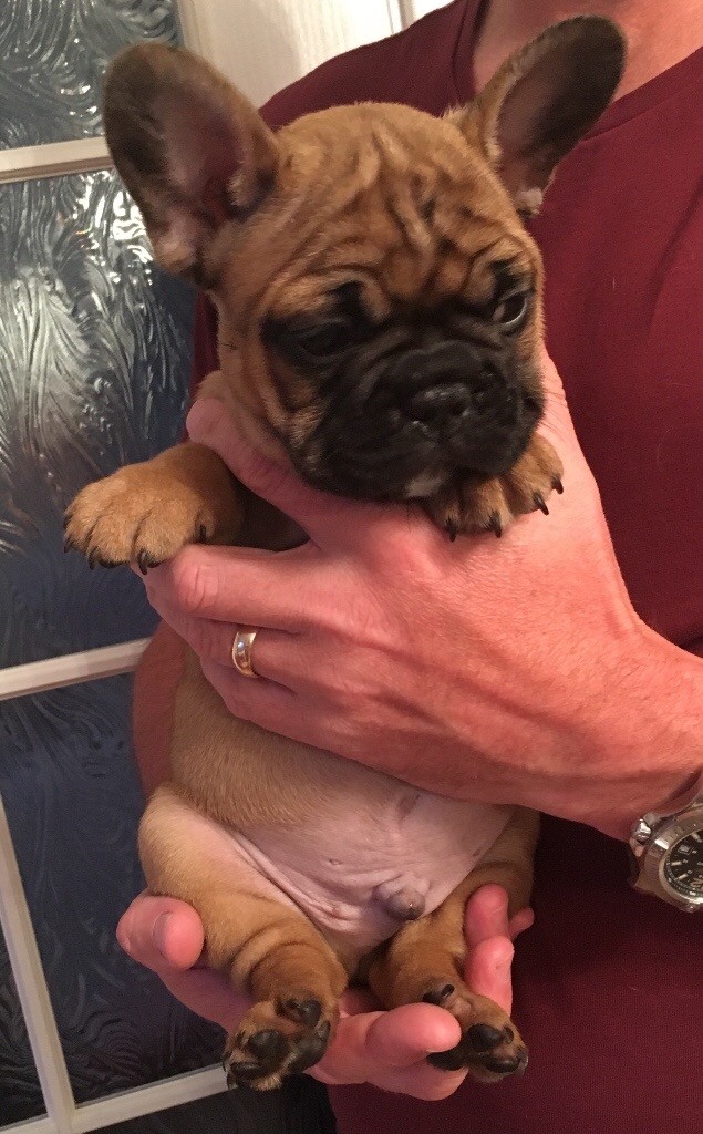 Quality litter french bulldog puppies | in Crewe, Cheshire ...