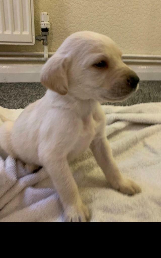 Stunning Labrador puppies in Hempstead, Kent Gumtree