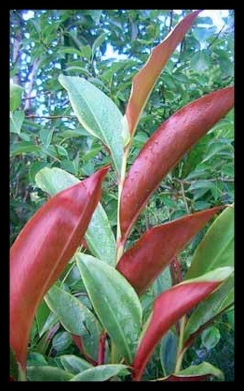 PURPLE NATIVE GINGER (Alpinia caerulea 'Purple Form') 30 seeds eBay