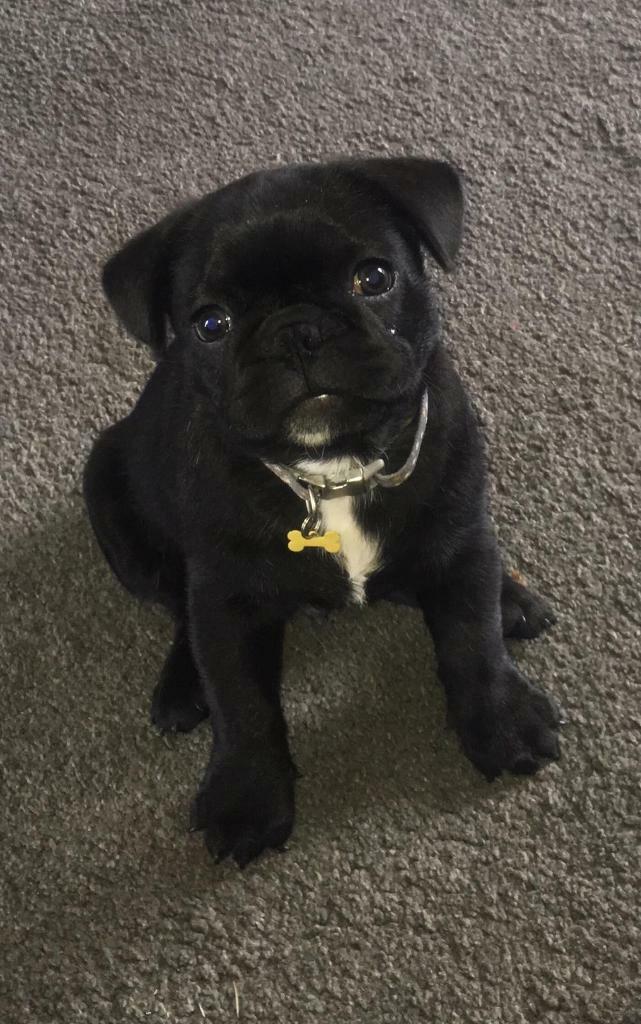 French bulldogs pugs in Norwich, Norfolk Gumtree