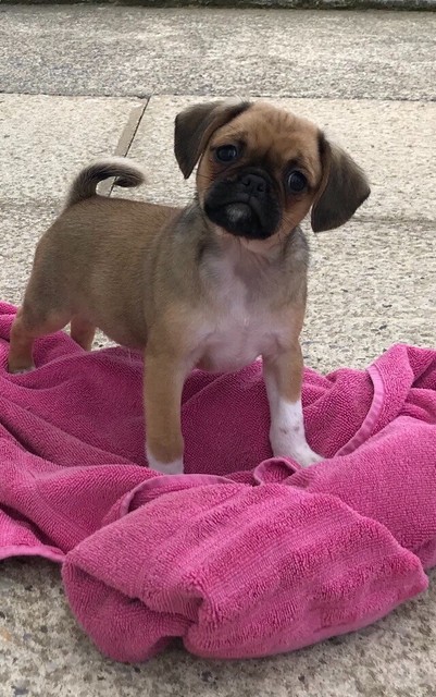 Beautiful F1 Pugalier Pups In Llanelli Carmarthenshire Gumtree