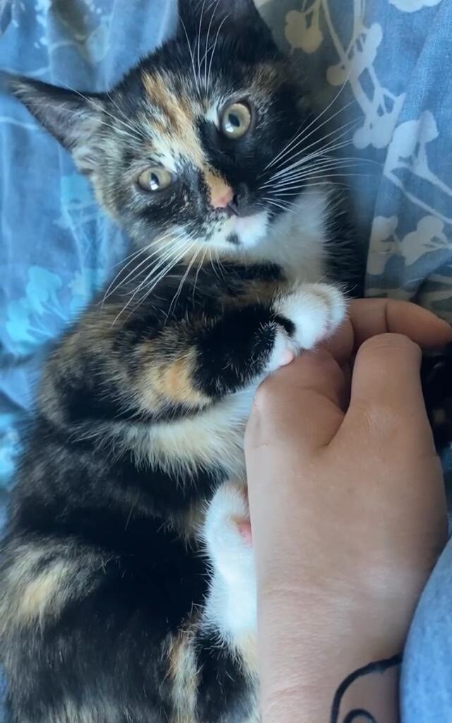 Female 12 week old BSH mix kitten in Bournemouth, Dorset Gumtree