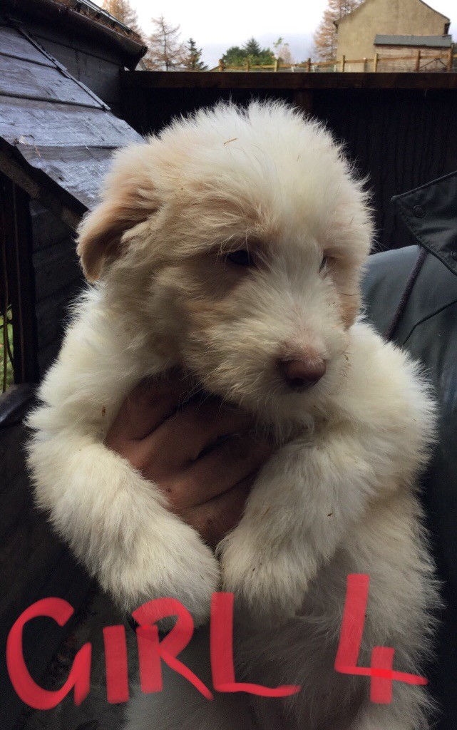 Beardie Collie Puppies in Thornhill, Dumfries and Galloway Gumtree