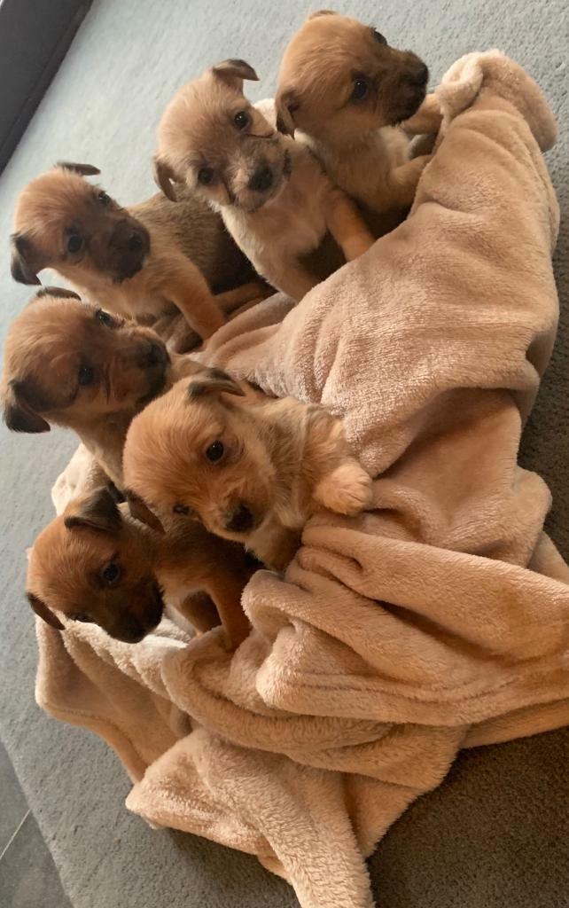 Yorkshire terrier x Jack Russell puppies in Watford, Hertfordshire