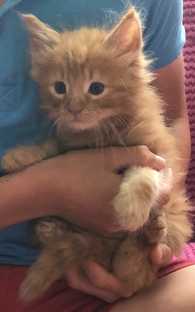 Maincoon x Norwegian forest kittens (now all reserved) in Torpoint