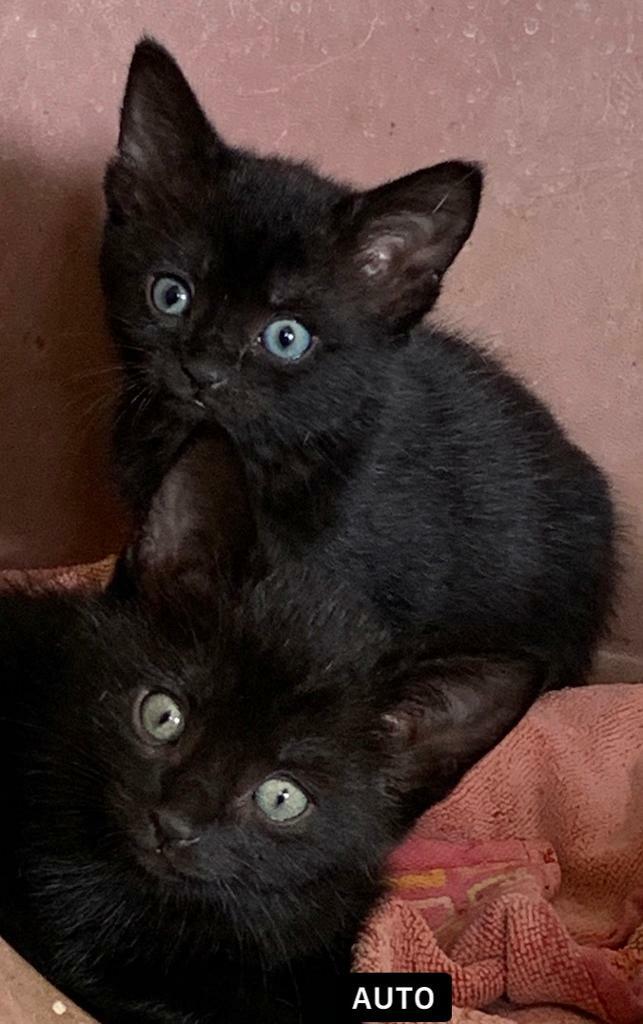 Kittens for sale in Harleston, Norfolk Gumtree