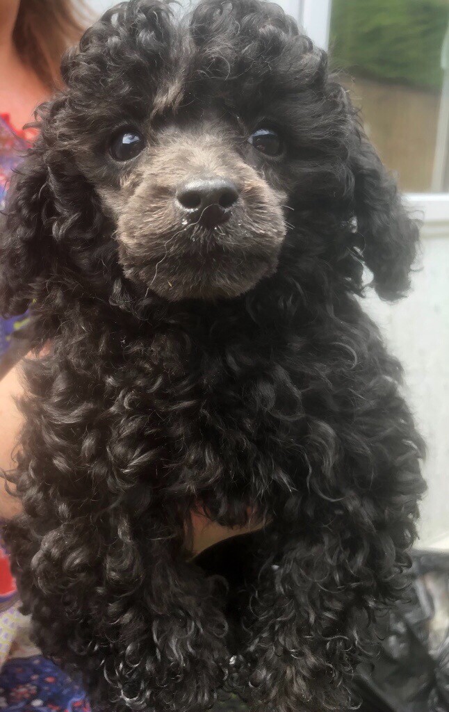 Miniture poodles silver/blue & apricot in Blackpool, Lancashire Gumtree