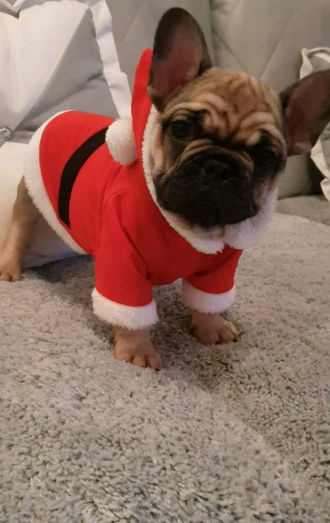 Meet buddy. Adorable small compact french bulldog. in Nantyglo