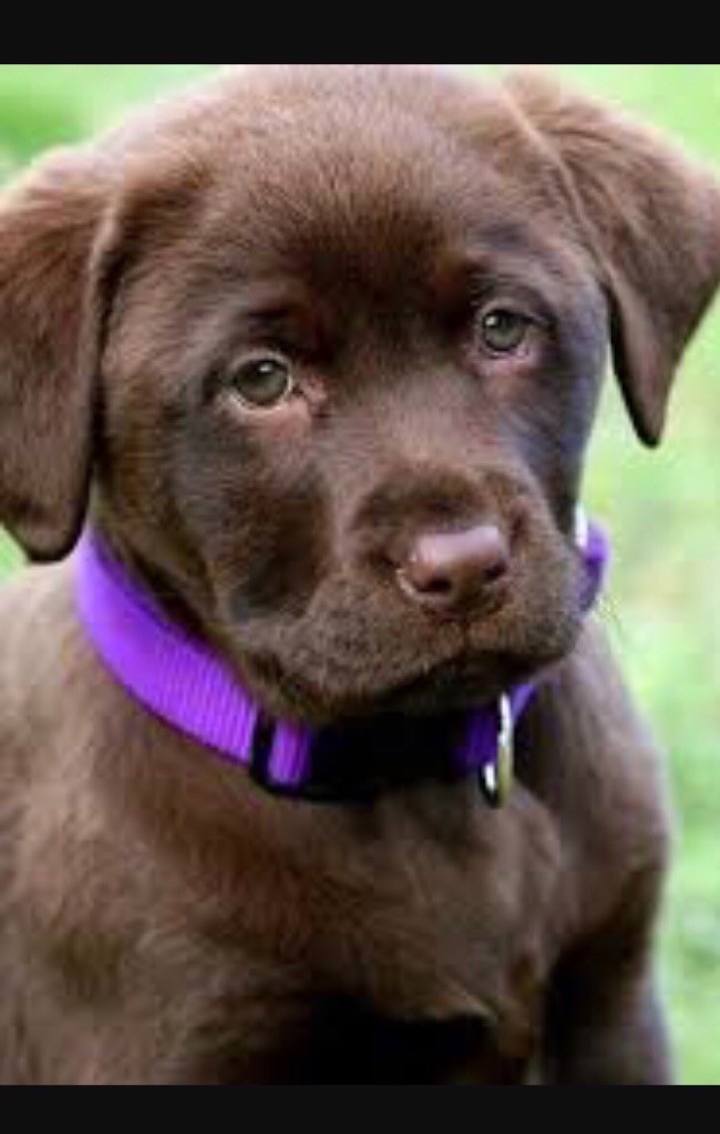Chocolate Labrador pups in Dungiven, County Londonderry Gumtree