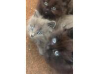 All Black Magical kittens. Part Maine Coon Part Russian Blue