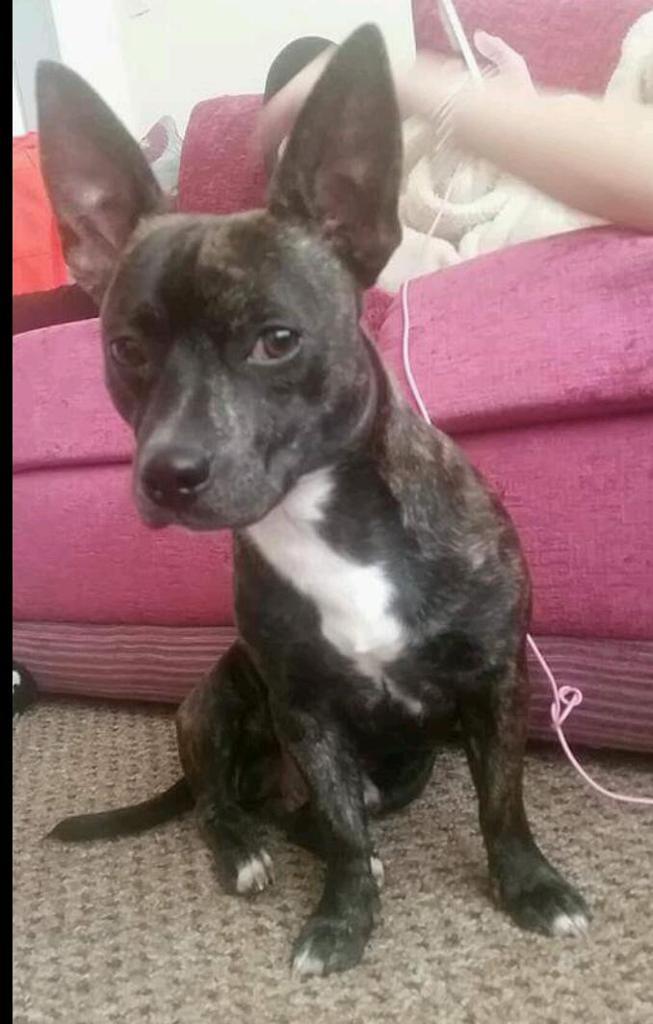 Staffy cross chihuahua puppy. 13months old in Bentley, South Yorkshire Gumtree