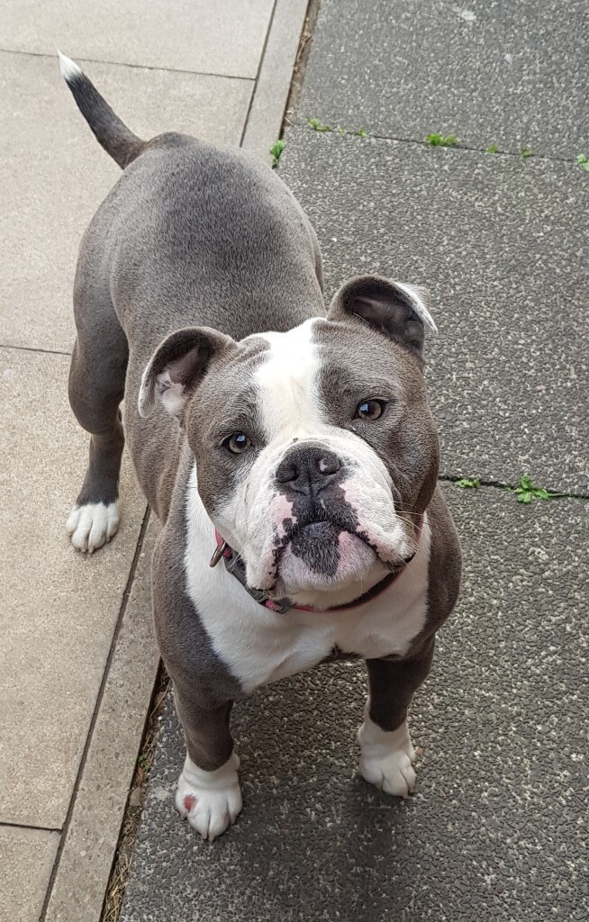 Old tyme bulldog 19 months old in Middlesbrough, North Yorkshire Gumtree