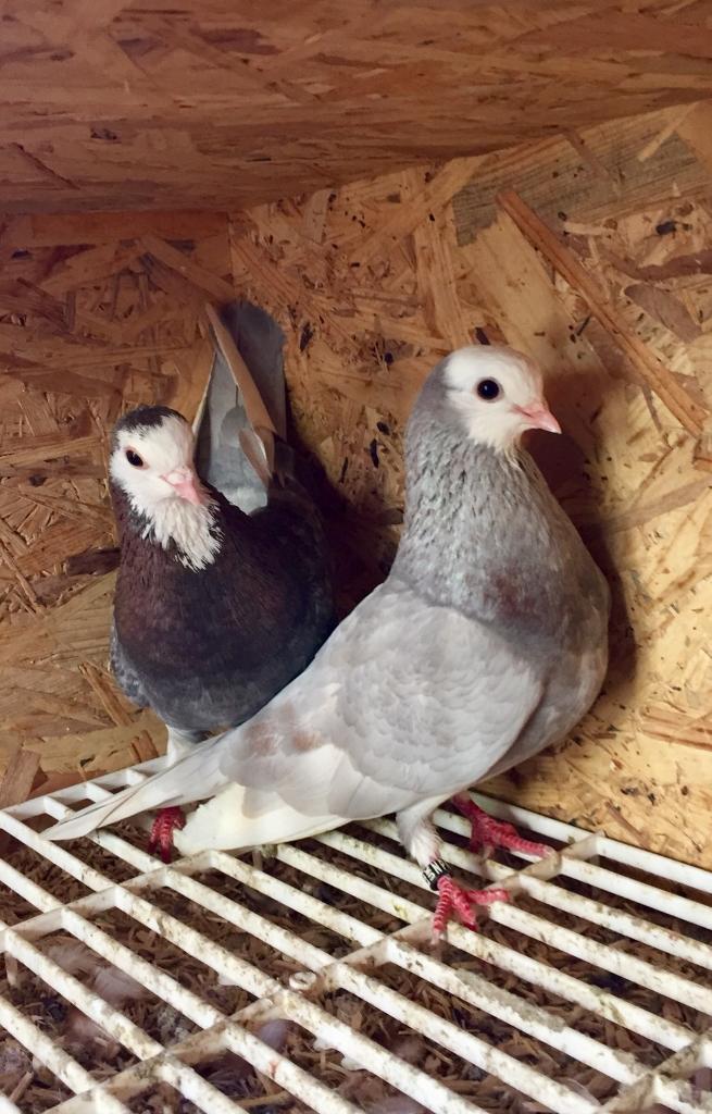 Pair of Wolverhampton Badge Tumbler pigeons for sale in Sheffield, South Yorkshire Gumtree