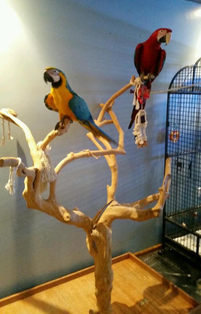 X LARGE big & stylish natural Java tree perch macaw African grey bird