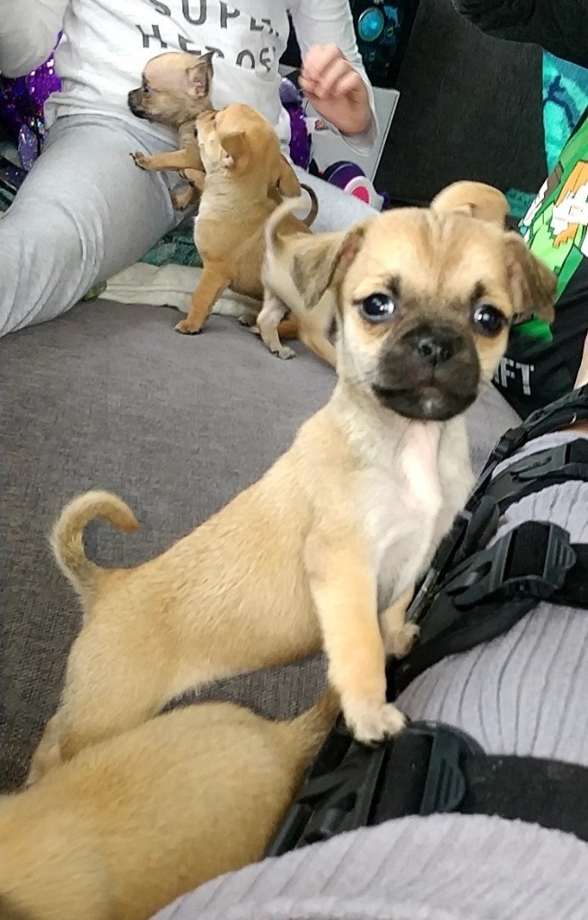 Adorable Chug pups (chihuahua X Pug) in Dromara, County Down Gumtree